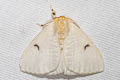 Arctornis comma