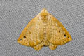 Arctornis obtusa
