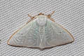 Arctornis poecilonipha