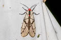 Milky Tiger Moth Areas galactina