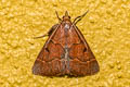 Arippara disticha