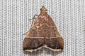 Arippara sp.
