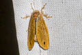 Arna sp.