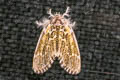 Artaxa distracta