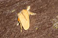 Artaxa sp.