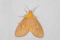 Tropical Tiger Moth Asota caricae