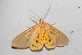 Tropical Tiger Moth Asota caricae
