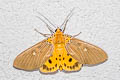 Tropical Tiger Moth Asota caricae