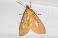 Asota plaginota