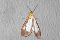 Asota plana