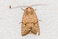 Athetis lineosa