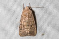 Athetis lineosa