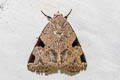 Athetis pellicea