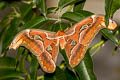Common Atlas Moth Attacus atlas