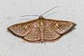 Sapodilla Borer Moth Banisia myrsusalis