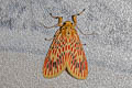 Barsine orientalis 