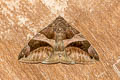 Arcuate Passenger Moth Bastilla arcuata