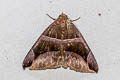 Bastilla maturescens