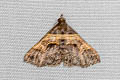 Bertula abjudicalis