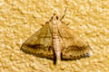Boletobiinae sp.