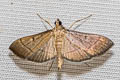 Bradina admixtalis