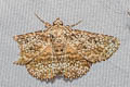 Caduca albopunctata