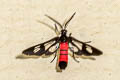 Fouquet's Wasp Moth Caeneressa fouqueti 