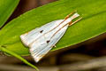 Calamotropha latella