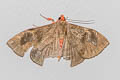 Calesia dasyptera