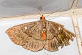 Calesia dasyptera