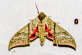 Callambulyx rubricosa