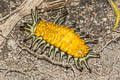 Callizygaena ada