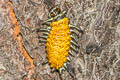 Callizygaena ada