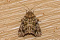Callopistria rivularis