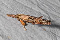 Casmara sp.