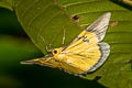 Grey-bordered Yellow Looper Celerena signata