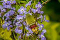 Pellucid Hawkmoth Cephonodes hylas