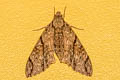 Cerberonoton rubescens