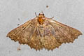 Cerynea ustula