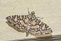 Swan Plant Flower Moth Chabulina onychinalis
