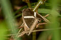 Triangular-striped Moth Chalciope mygdon
