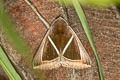 Triangular-striped Moth Chalciope mygdon