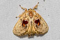 Chalcocelis albiguttatus