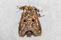 Chalcocelis dydima