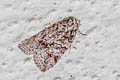 Characoma metalophota