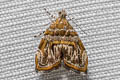 Choreutis euclista