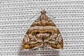 Choreutis orthogona 