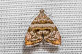 Choreutis orthogona 