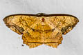 Chorodna pallidularia
