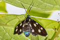 Chrysartona stipata